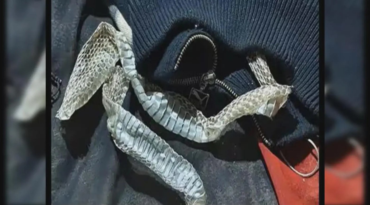 عروس هندية تهرب من زواج مُرتّب بـ«جلد ثعبان».. حيلة ذكية تُنهي لغز الاختفاء بزفاف مفاجئ